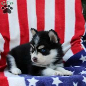 Galina, Pomsky Puppy